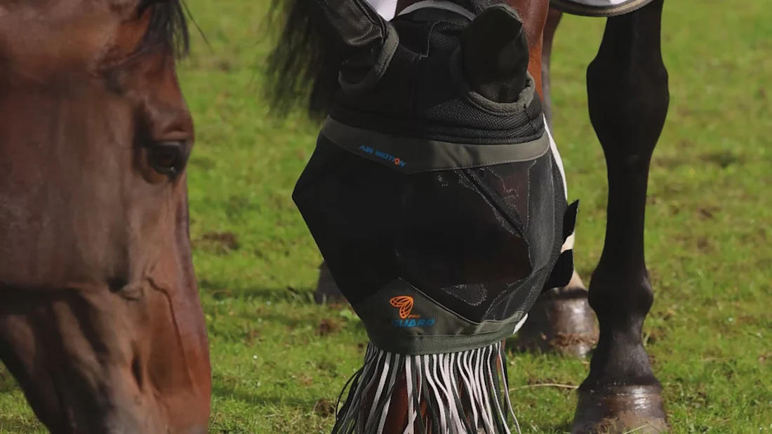 Excellence for Horse and Rider