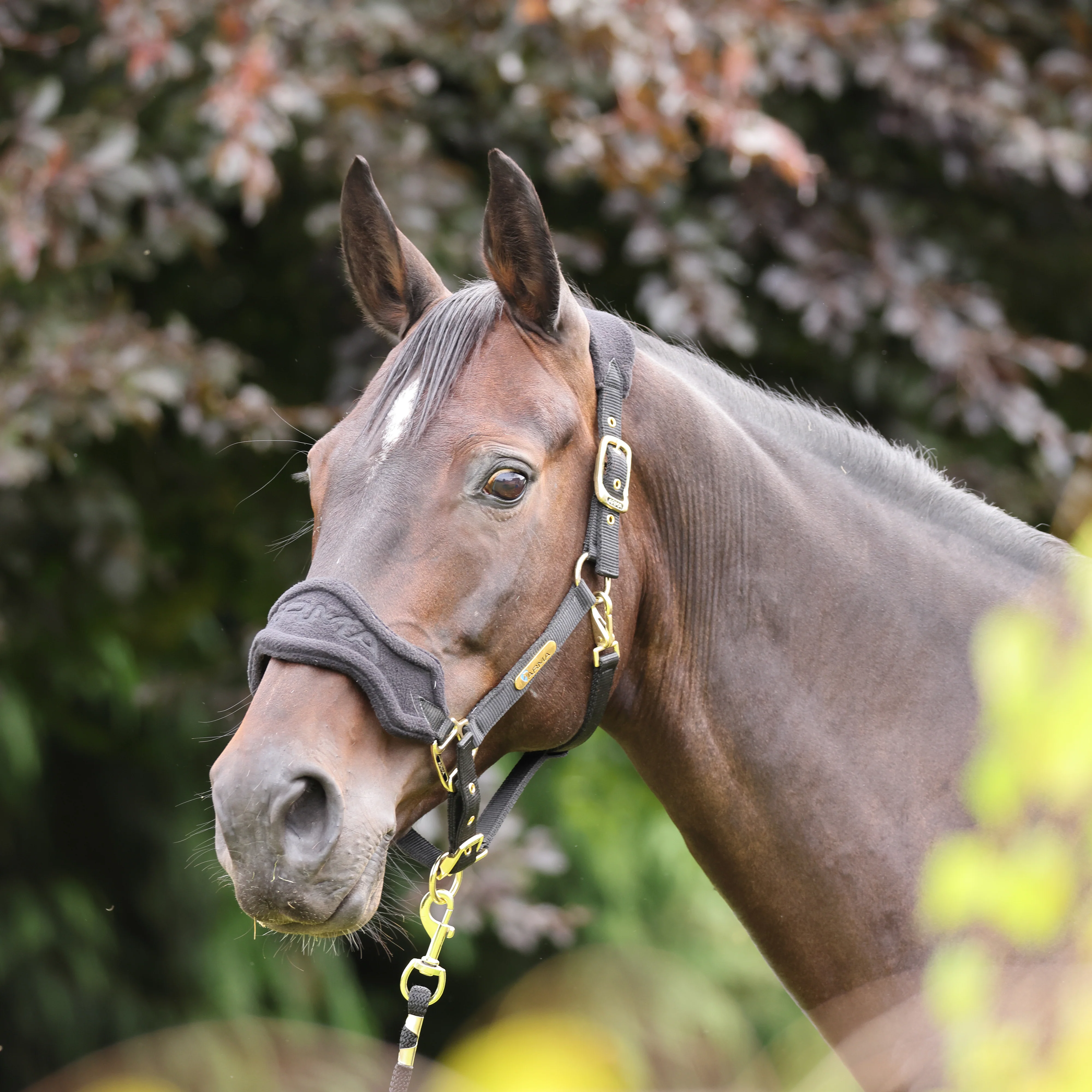 ARMA Fleece Headcollar & Lead Rope - Image 2