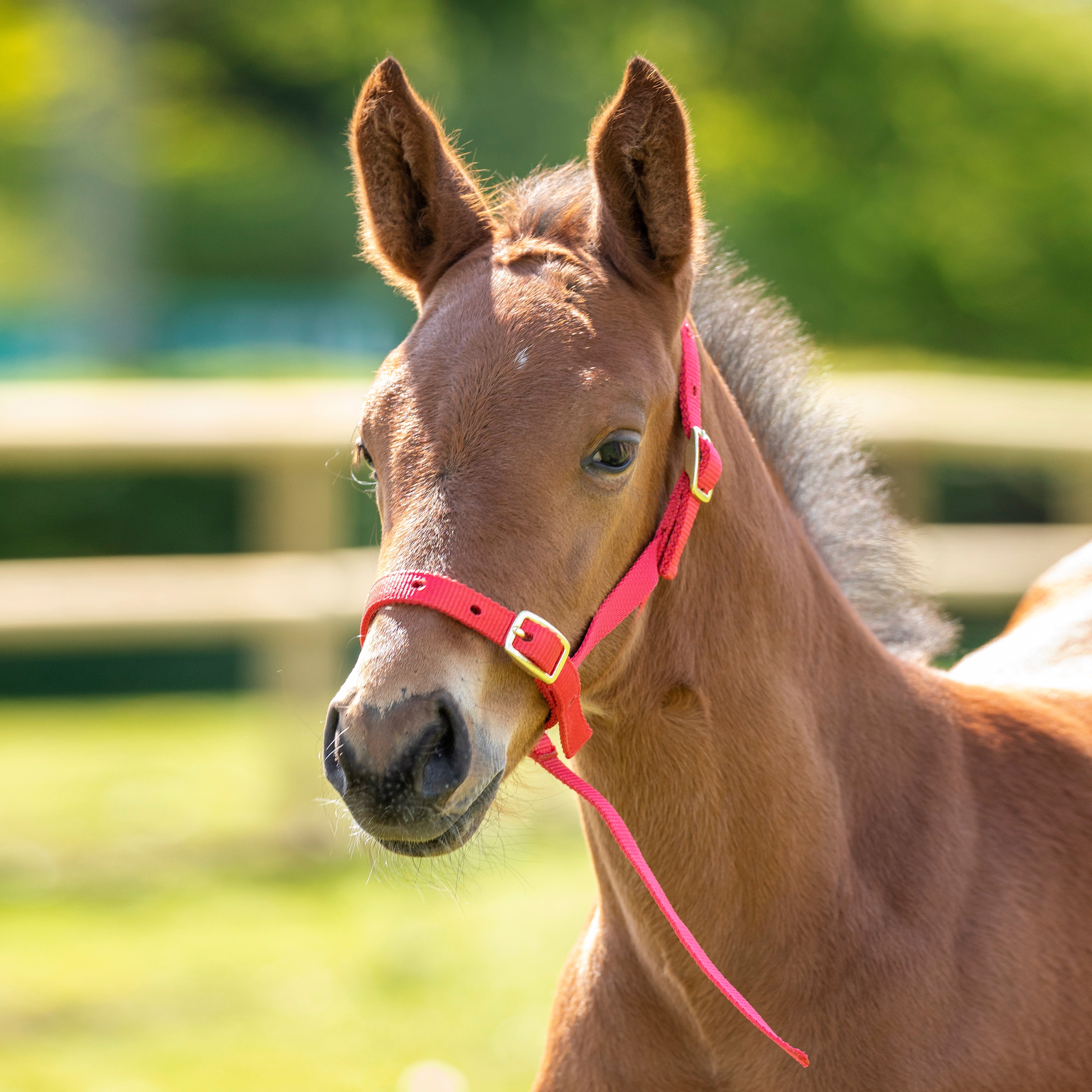 ARMA Foal Slip - Image 2