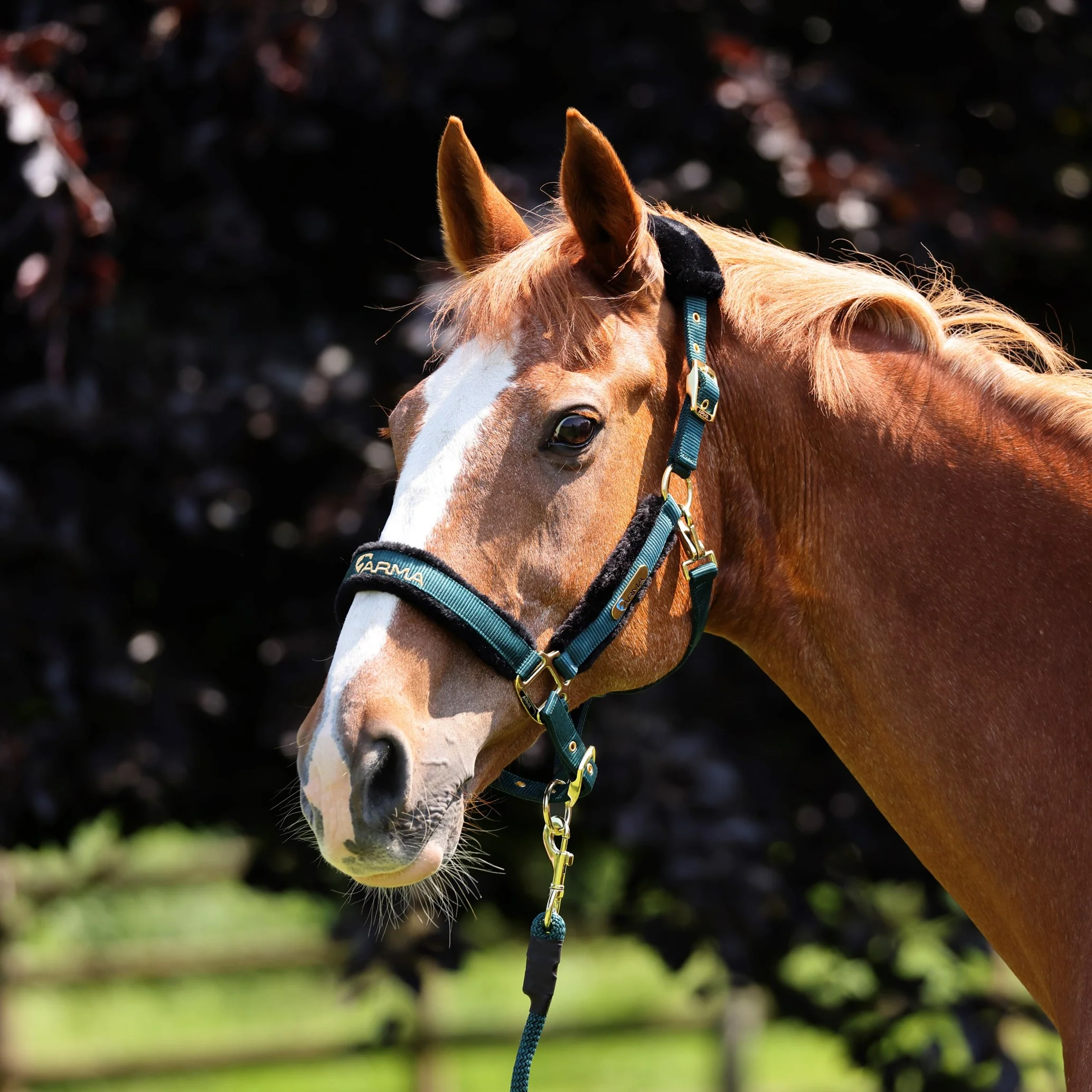 ARMA Logo Headcollar & Lead Rope - Image 2