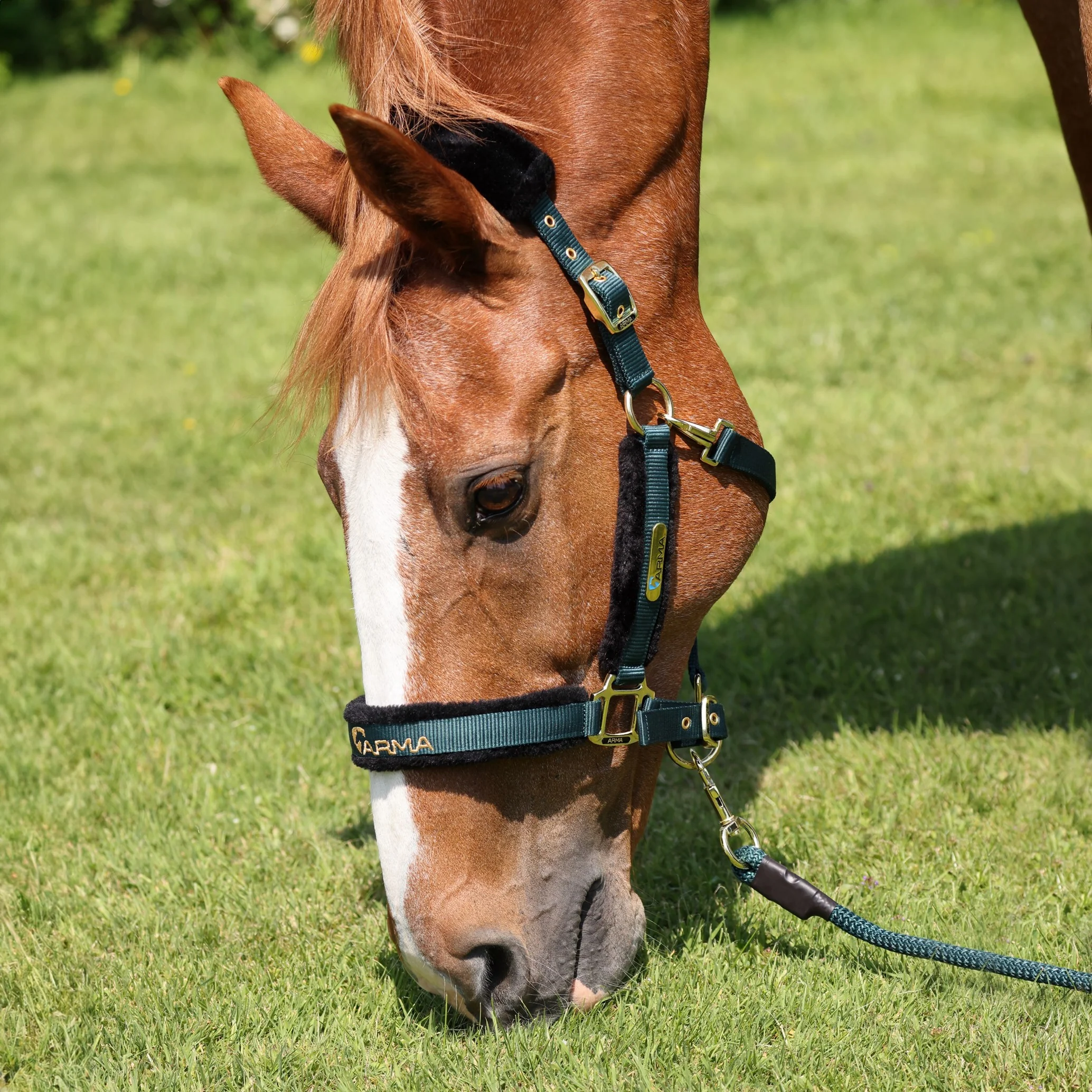 ARMA Logo Headcollar & Lead Rope - Image 3
