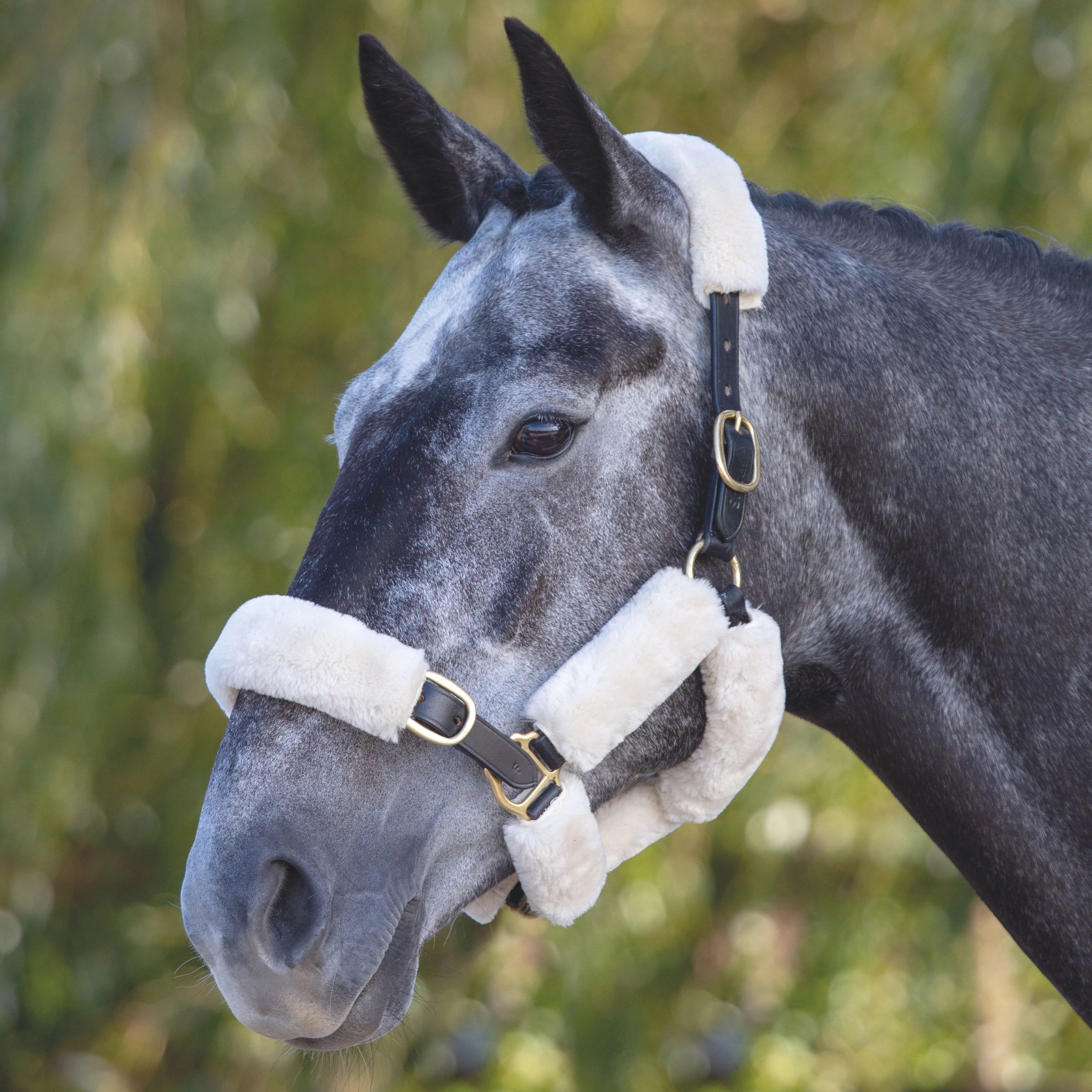 ARMA SupaFleece Halter Fleeces - Image 4