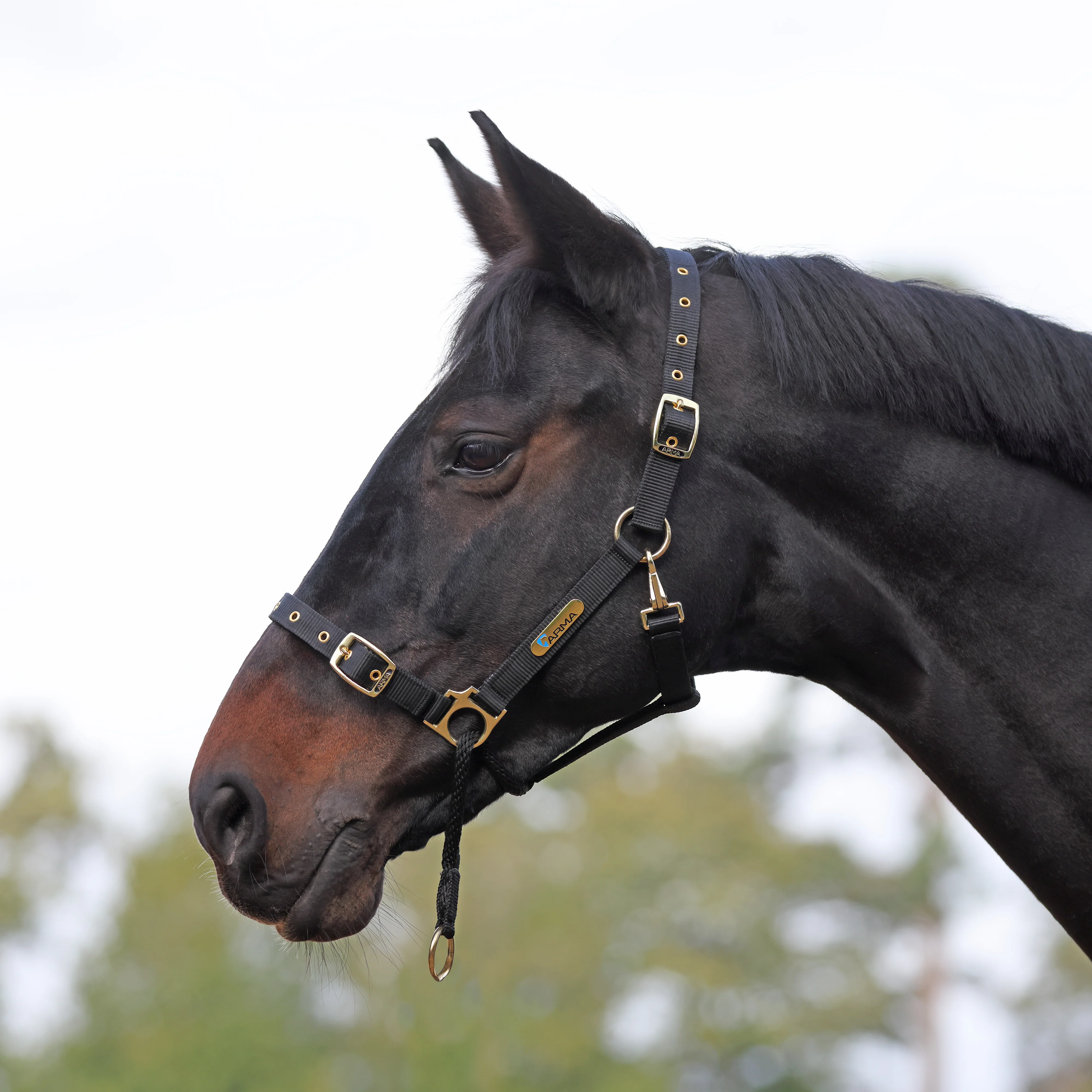 ARMA Control Headcollar - Image 4