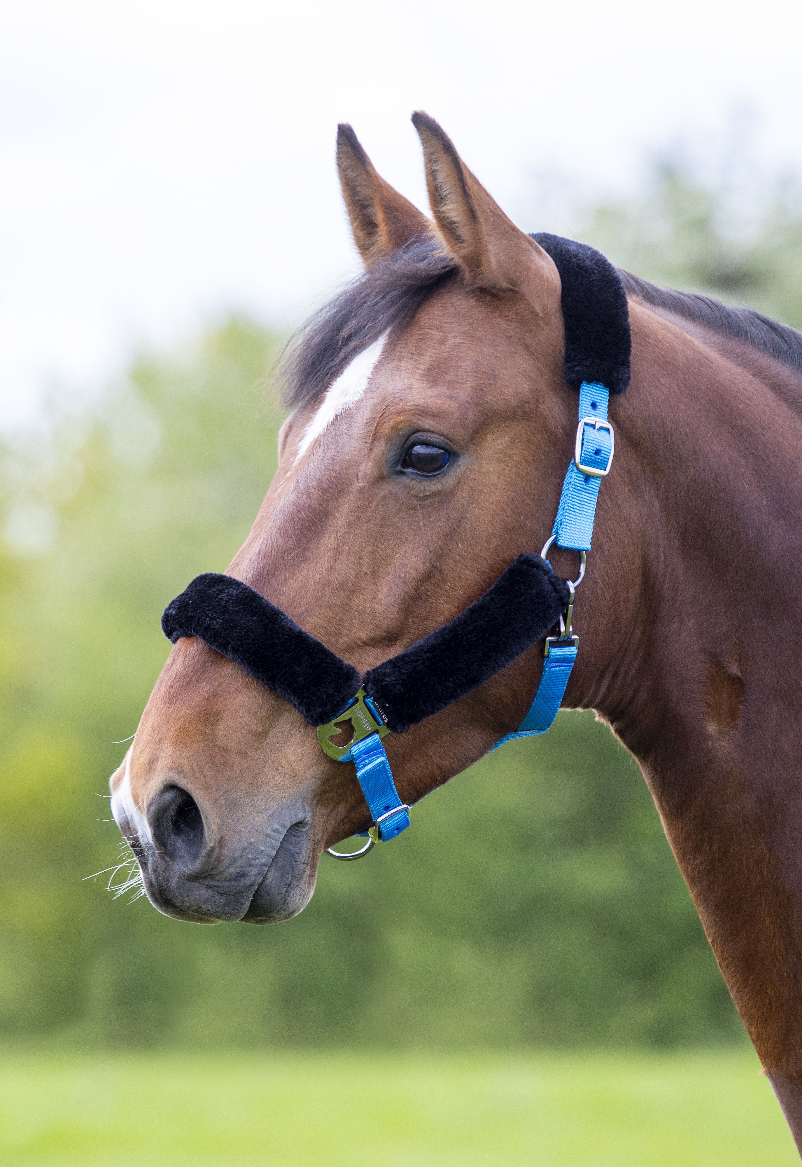 Fleece Lined Headcollar