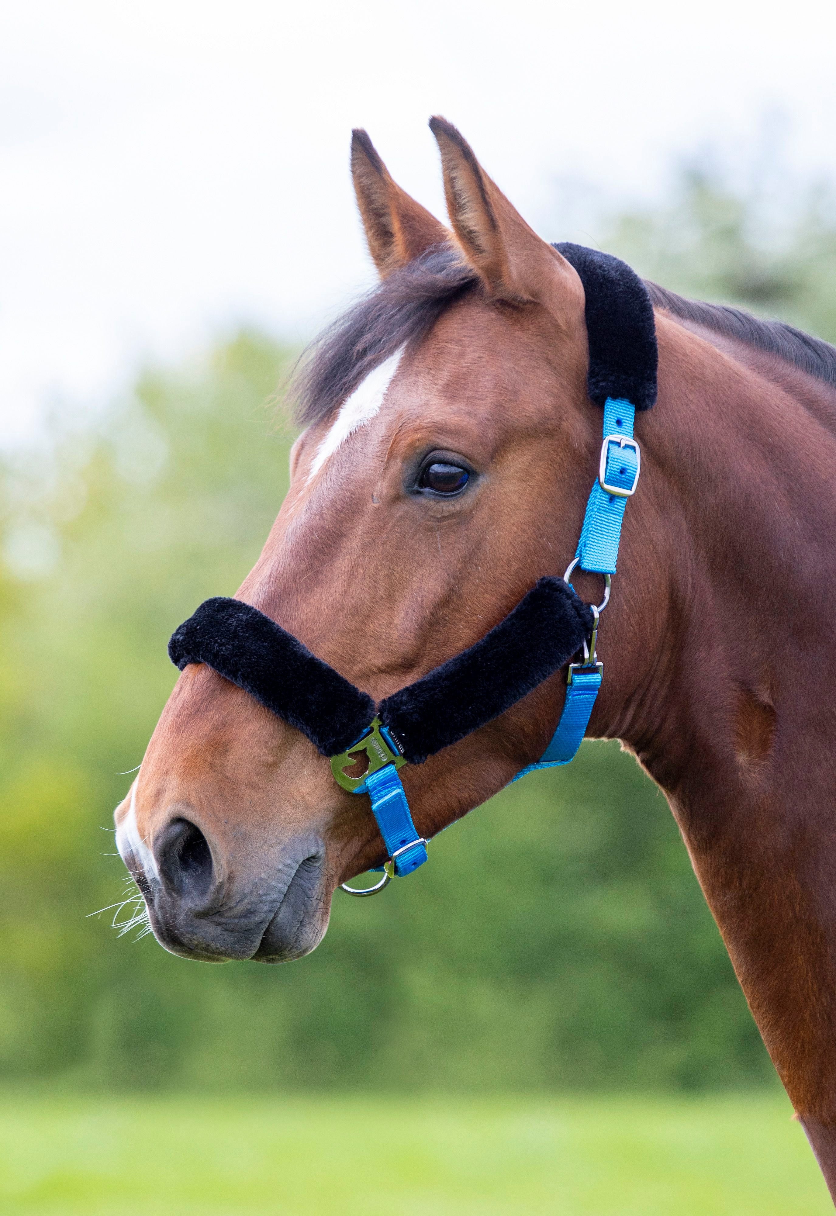 Fleece Lined Headcollar - Image 2