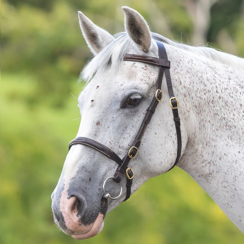 Velociti GARA Fancy Stitched Inhand Bridle - Image 2