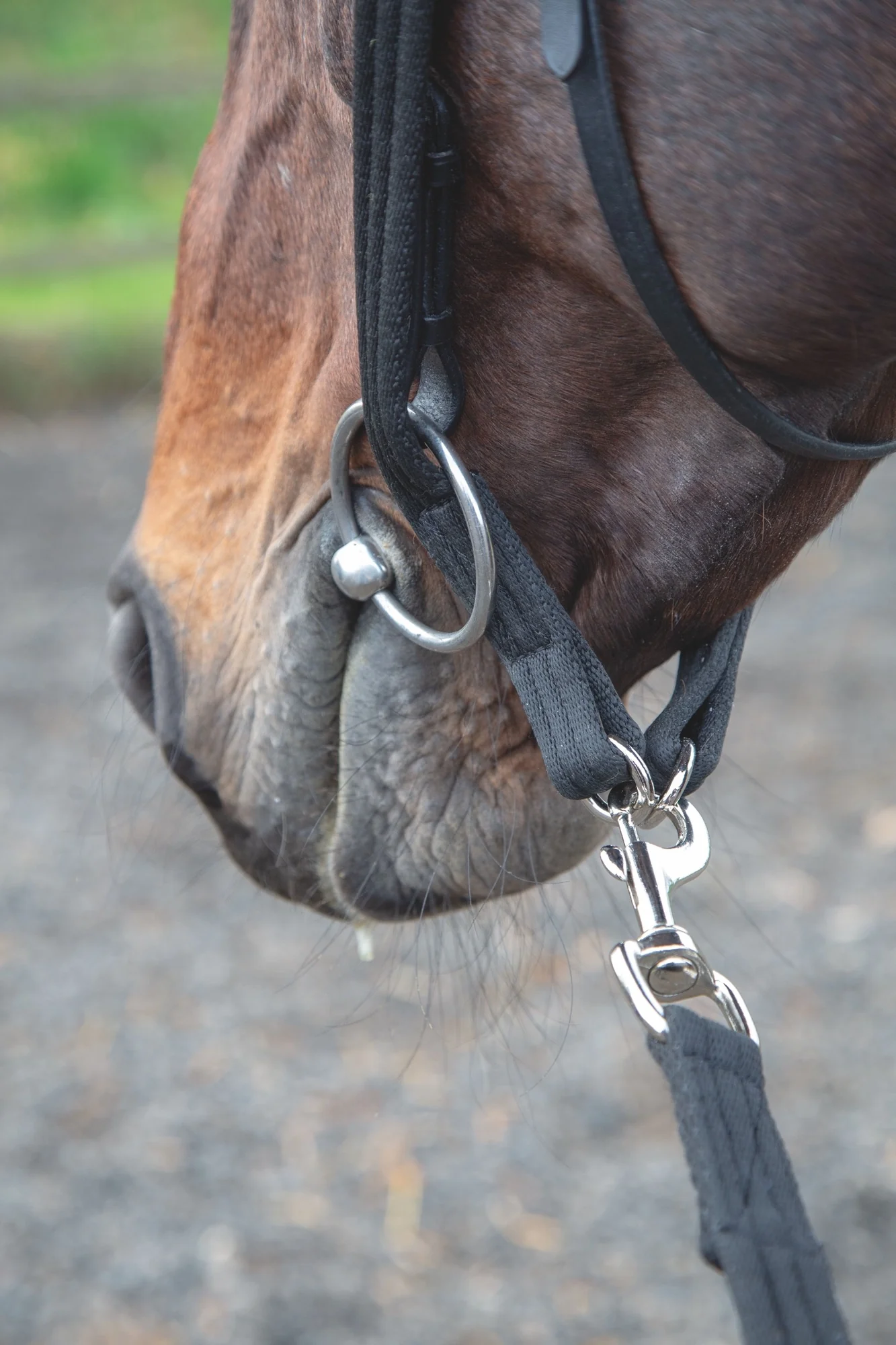 Shires Lunging Adapter - Image 2