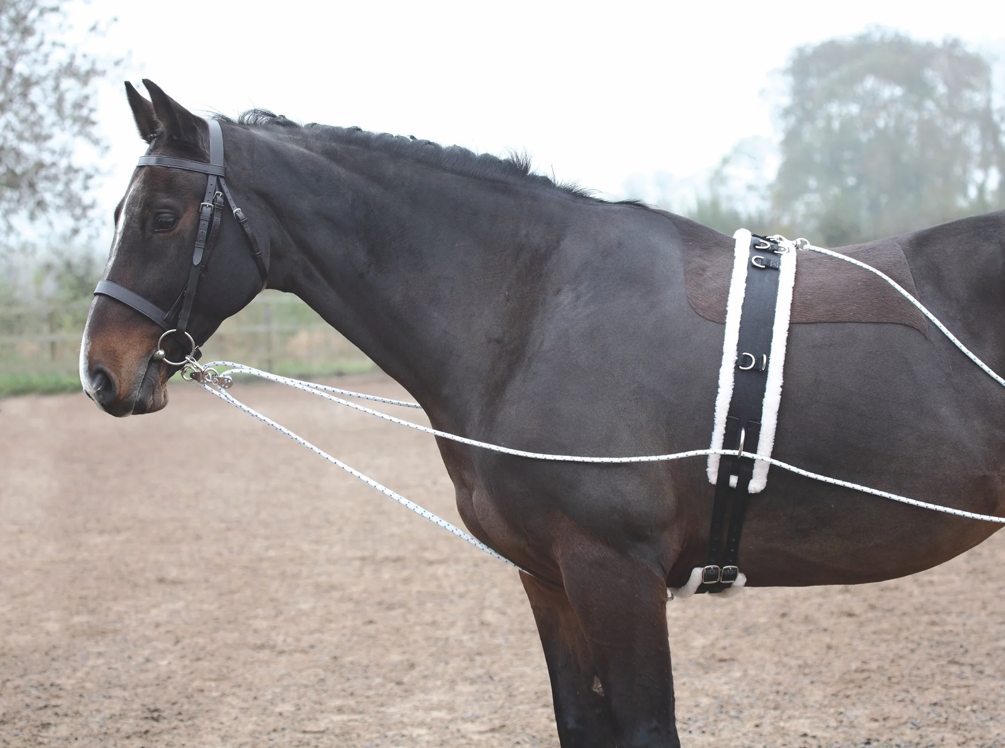 Shires Lunging Aid