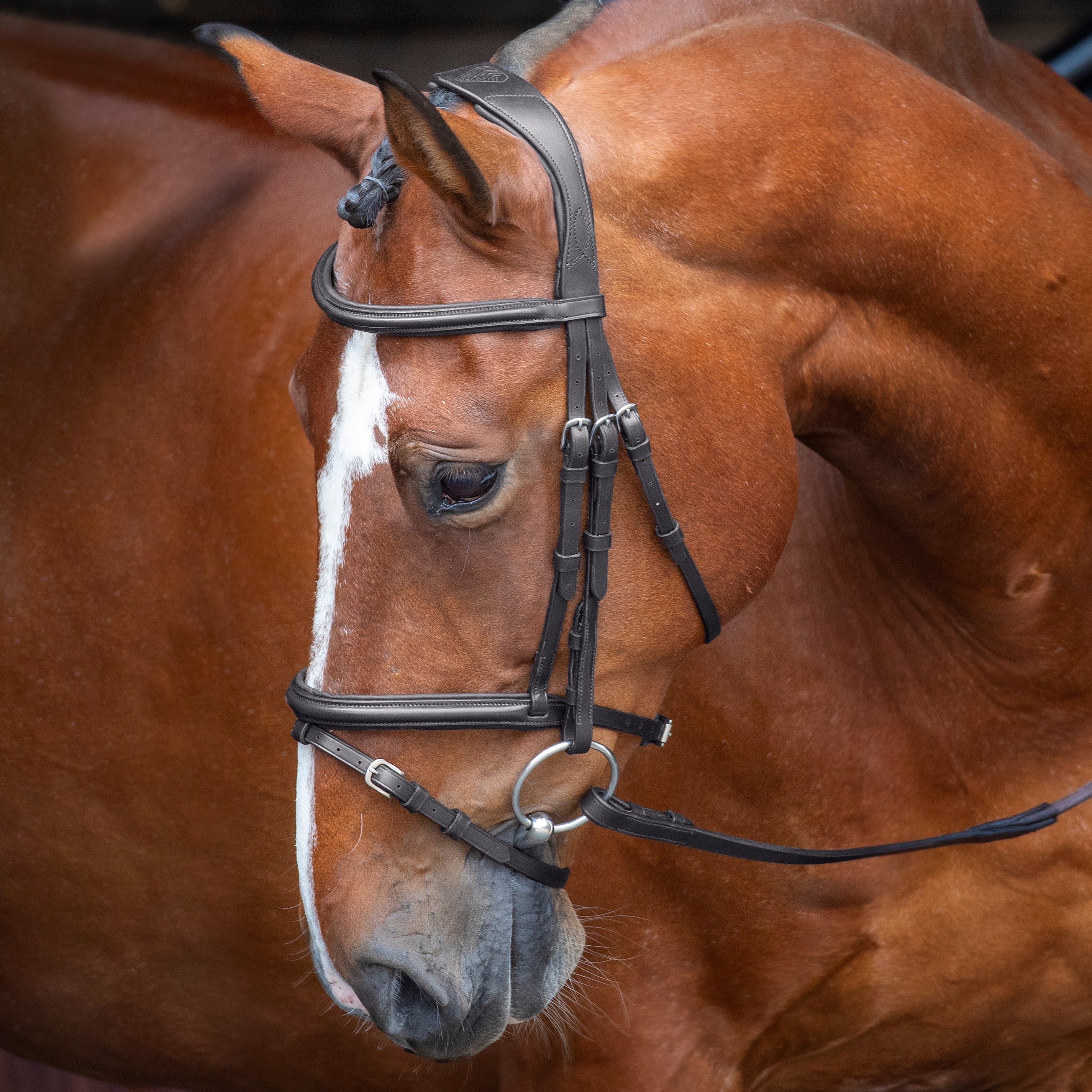 Velociti RAPIDA Padded Raised Flash Bridle - Image 2