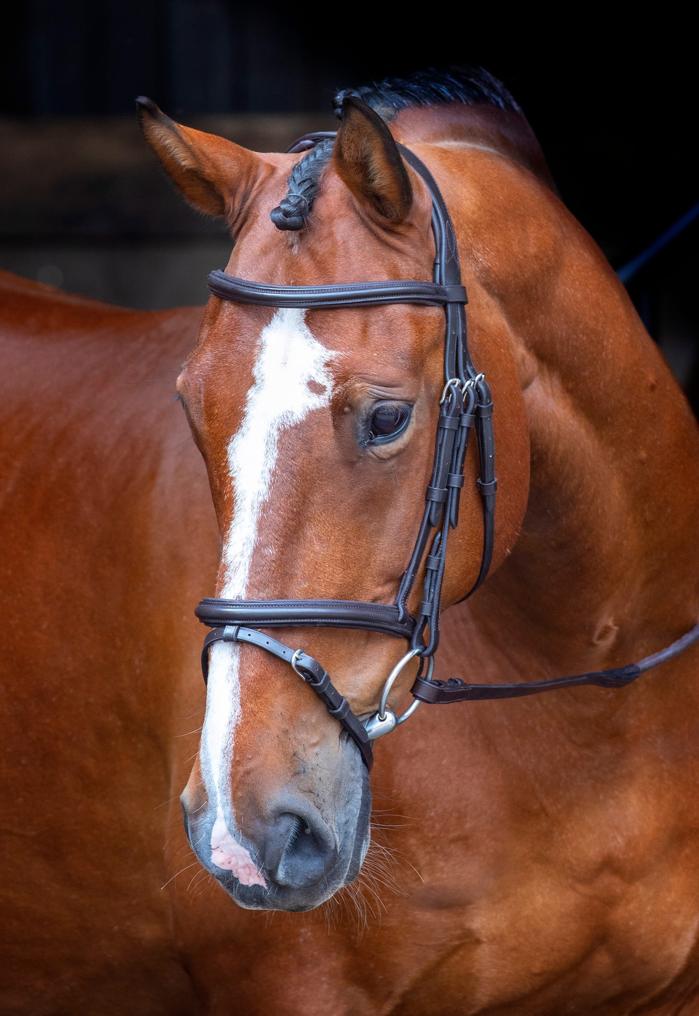 Velociti RAPIDA Padded Raised Flash Bridle - Image 4