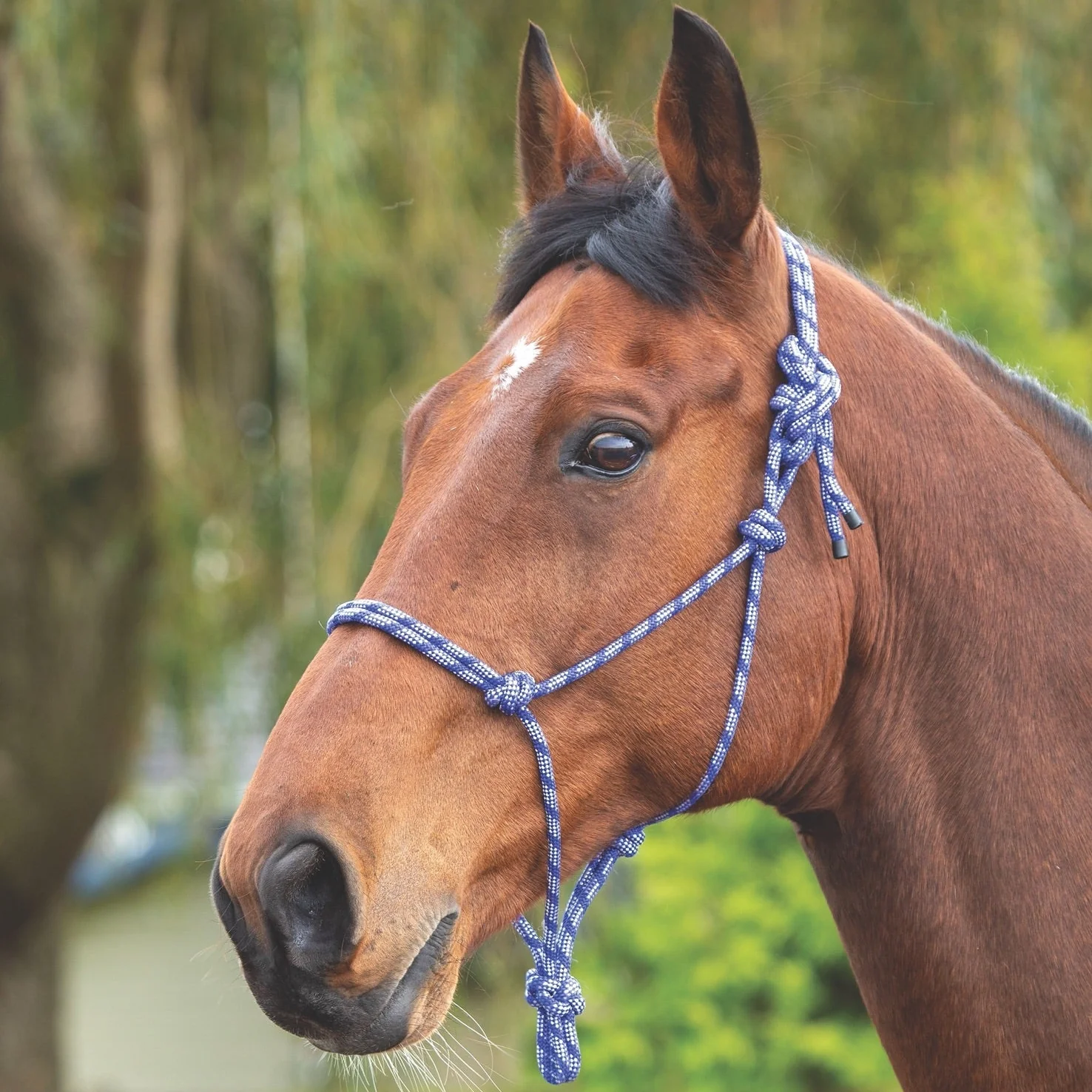 Rope Control Headcollar - Image 2