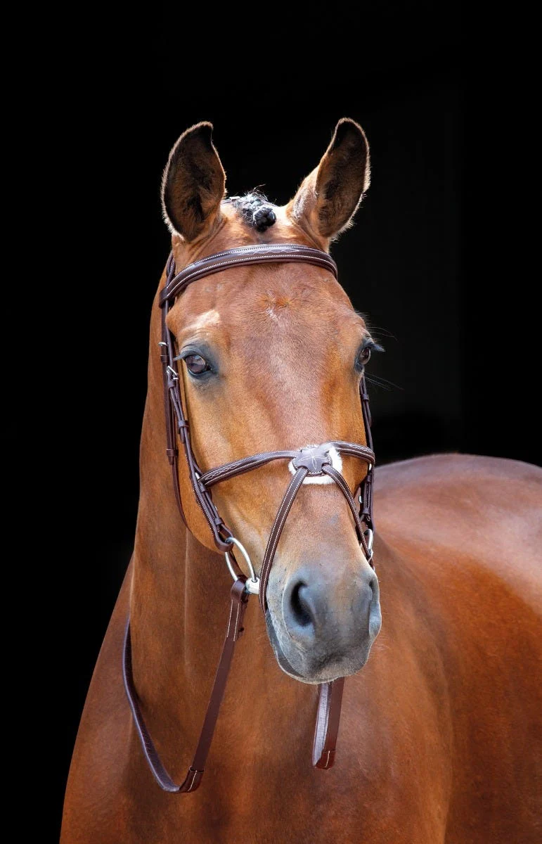 Salisbury Brackley Bridle - Image 2