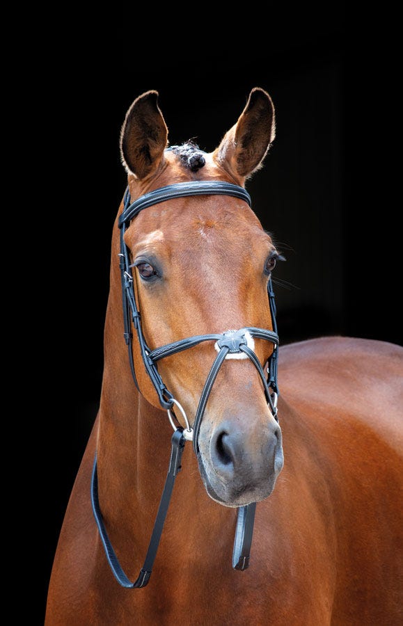 Salisbury Brackley Bridle - Image 3
