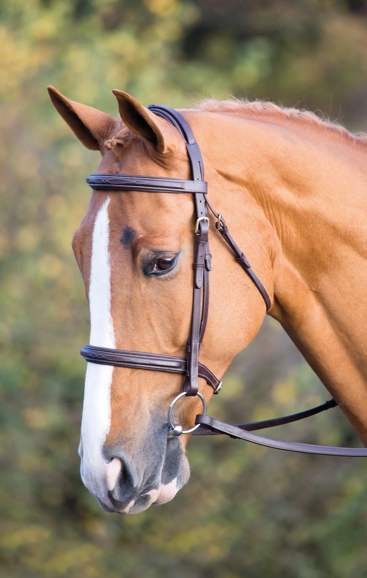 Salisbury Fairford Bridle - Image 2
