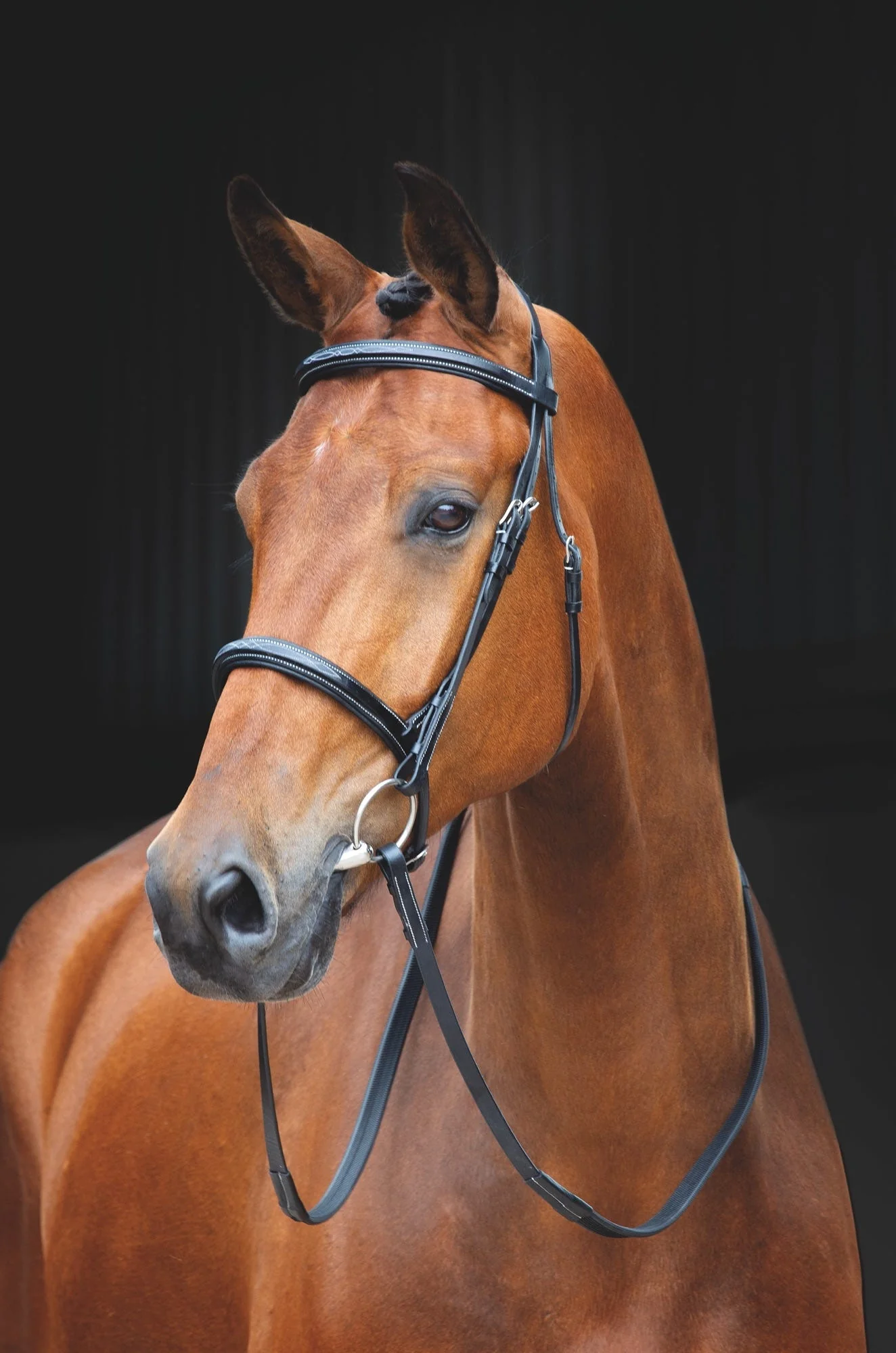 Salisbury Fairford Bridle - Image 3