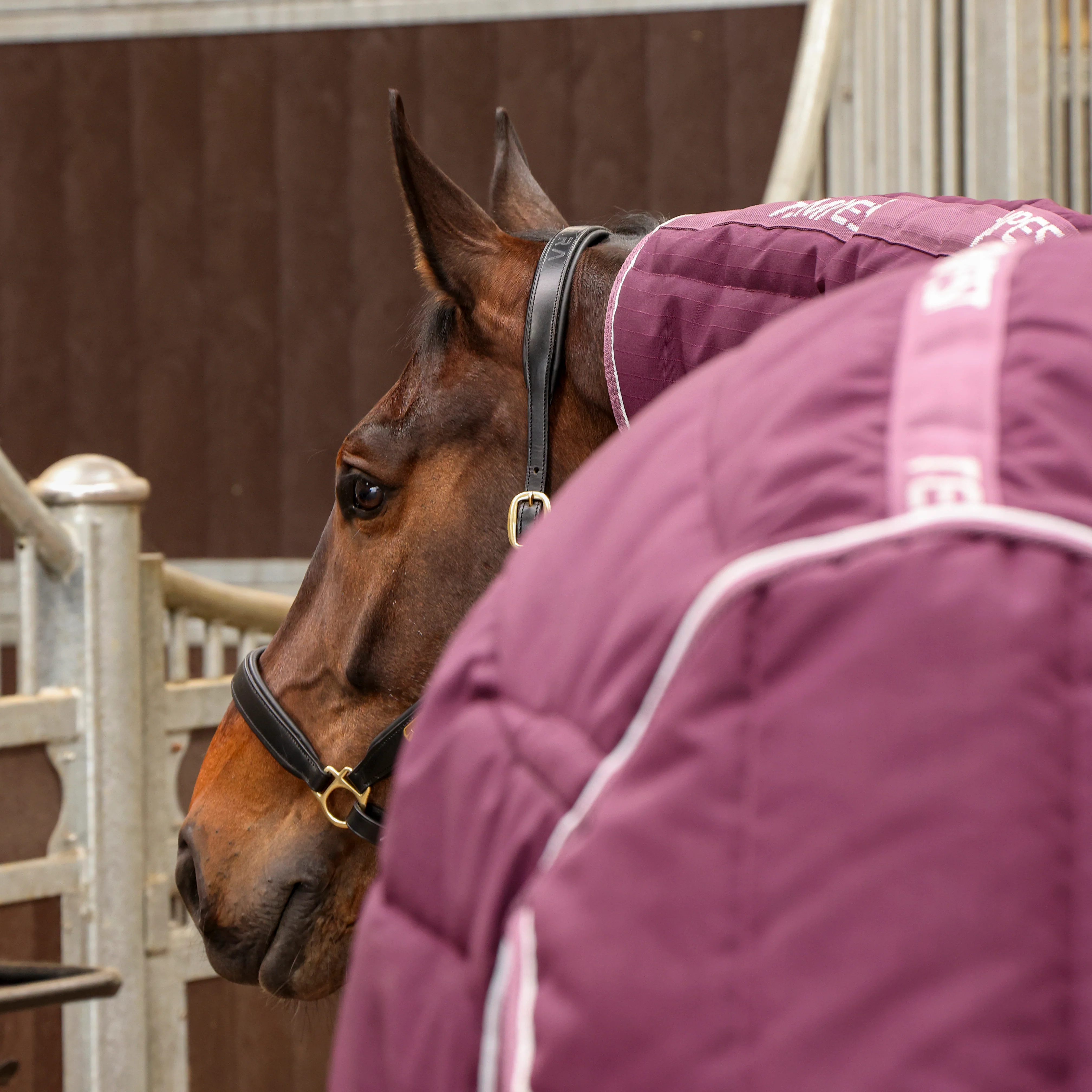 Shires Tempest Original 300 Combo Stable Rug - Image 6