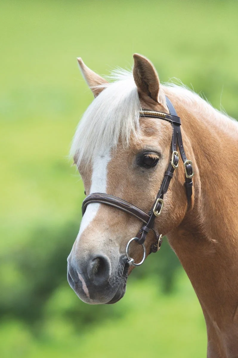 Velociti GARA Clincher Inhand Bridle - Image 2