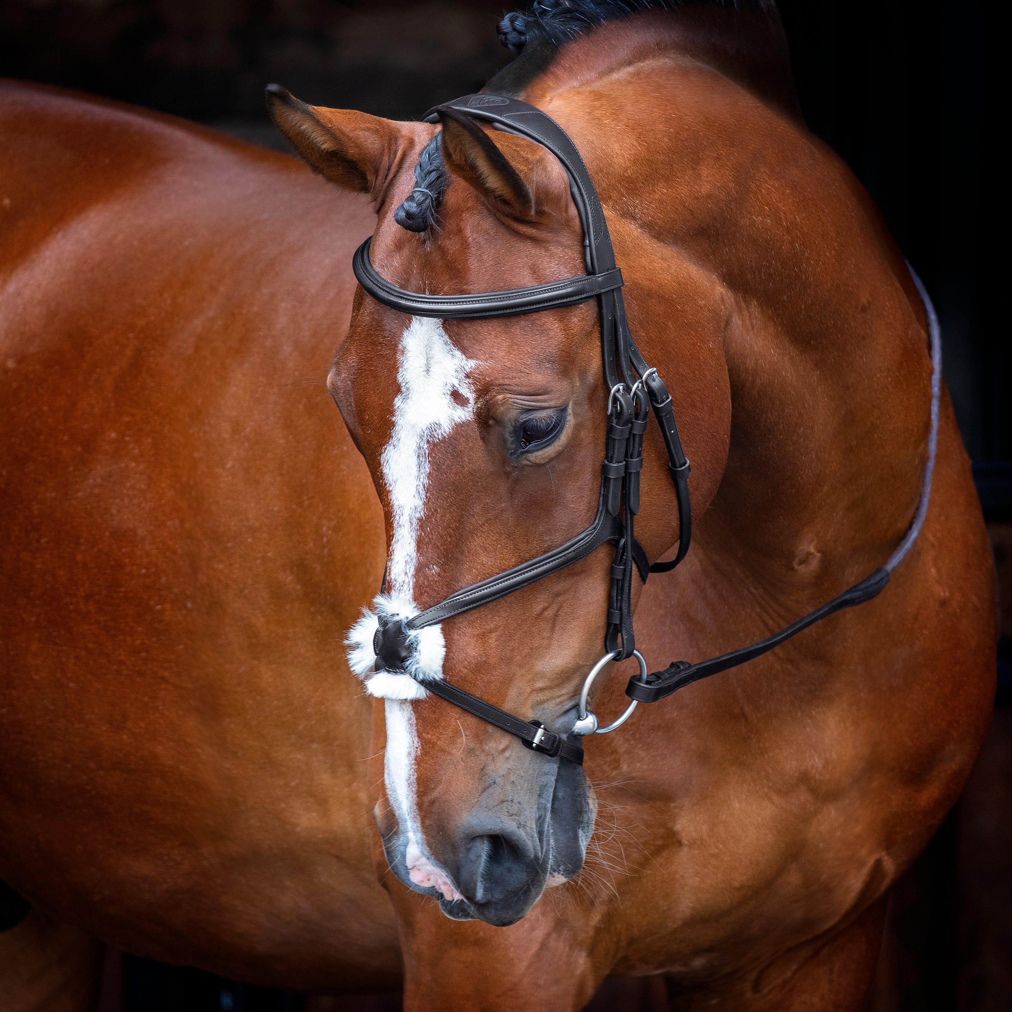 Velociti RAPIDA Grackle Bridle - Image 3