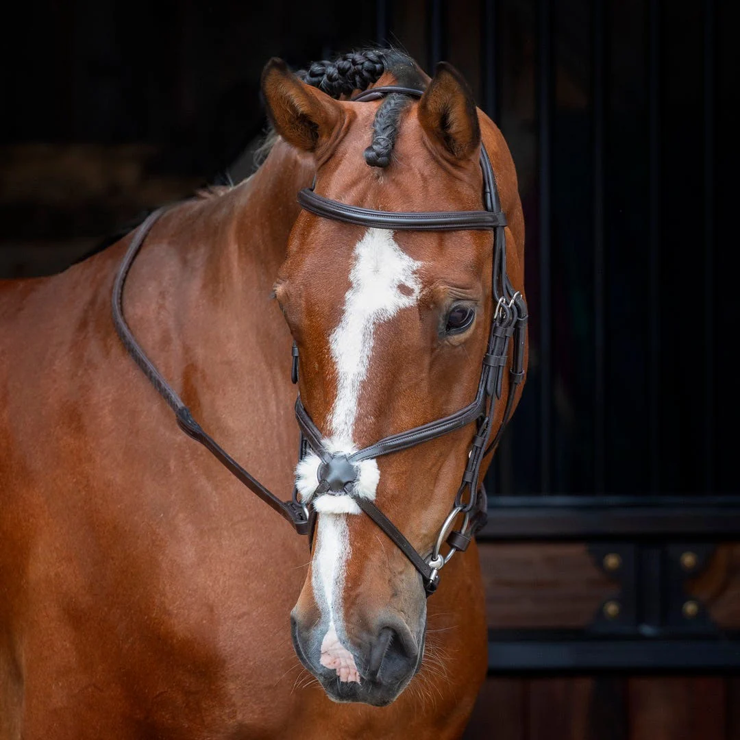 Velociti RAPIDA Grackle Bridle - Image 4